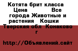 Котята брит класса › Цена ­ 20 000 - Все города Животные и растения » Кошки   . Тверская обл.,Конаково г.